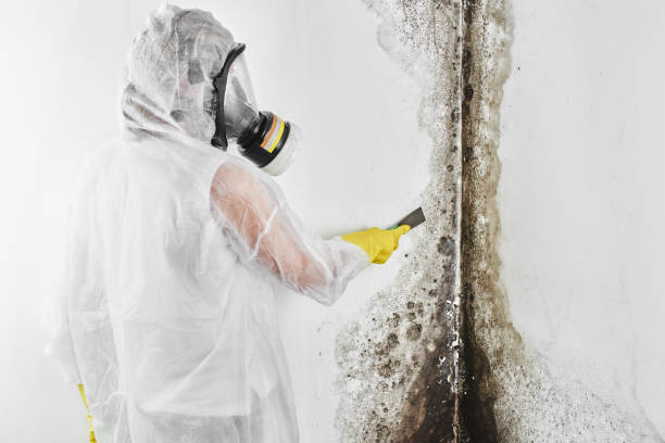 Reliable Clinton, IN Mold Removal Solutions