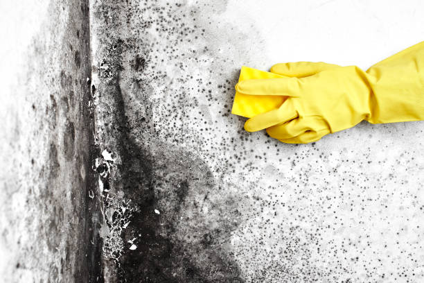 Office Mold Removal Services in Clinton, IN