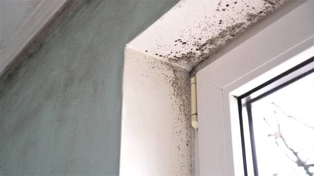 Best Fast Mold Removal  in Clton, IN