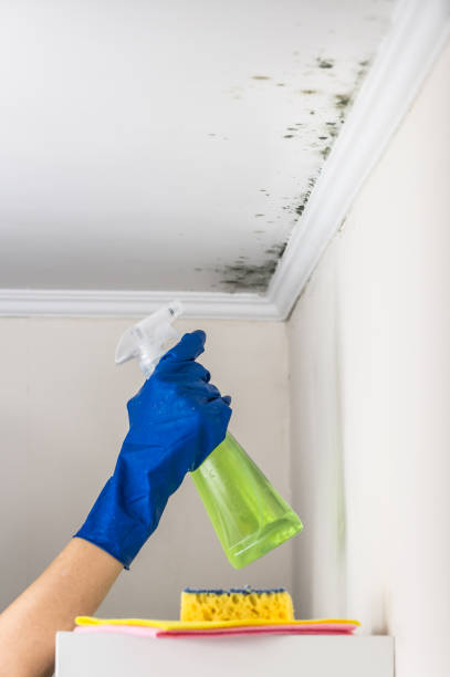 Best Attic Mold Removal  in Clton, IN