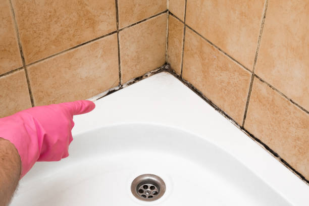 Best Home Mold Removal  in Clton, IN