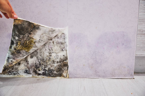 Best Black Mold Removal  in Clton, IN